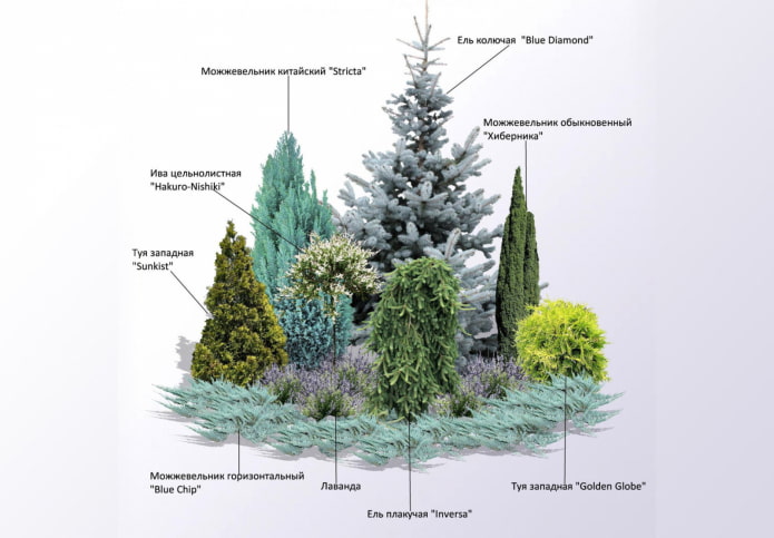 coniferous mixborder