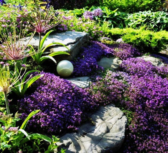 creeping plants for rock garden