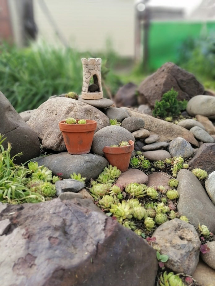 succulents in the garden