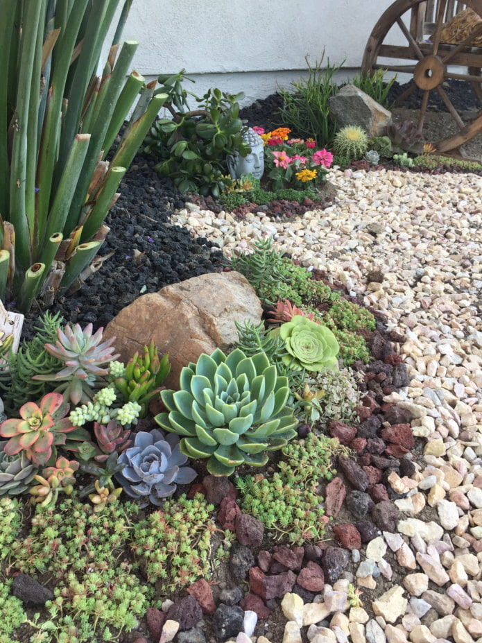 alpine slide of succulents
