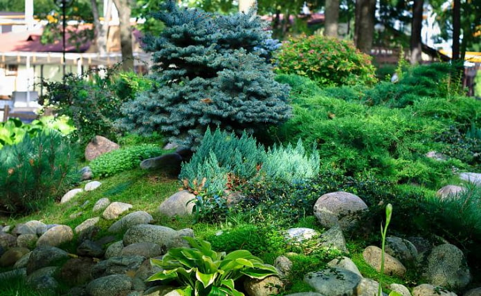 coniferous alpine slide