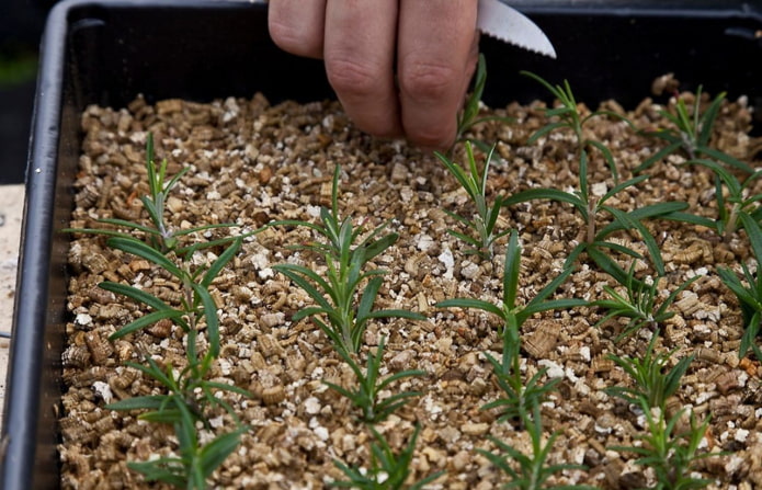 seedlings in vermiculite seedlings in vermiculite