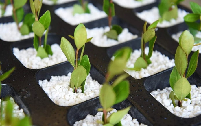 seedlings in perlite seedlings in perlite