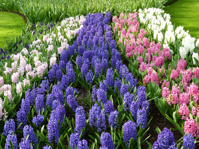 flowerbed with hyacinths