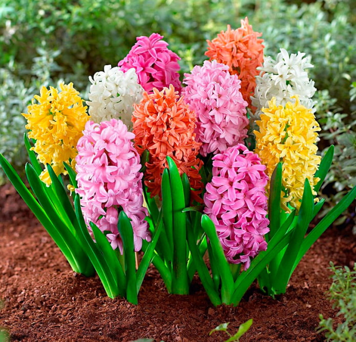 variety of colors of hyacinth