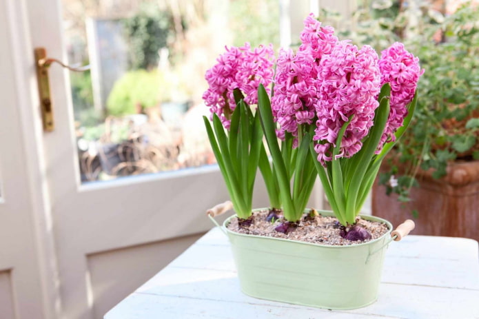 indoor pink hyacinth