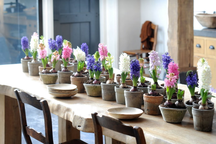 hyacinths at home