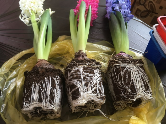 transplanting hyacinths into another pot