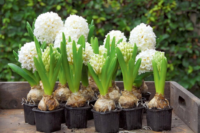 forcing hyacinth in the ground