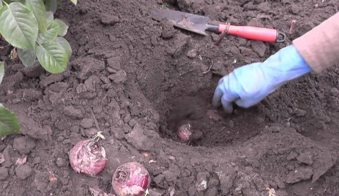 planting hyacinth in the ground