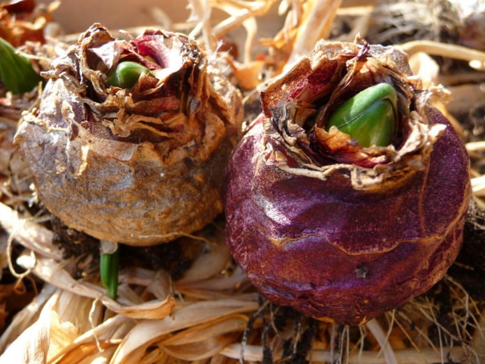 hyacinth bulbs before planting