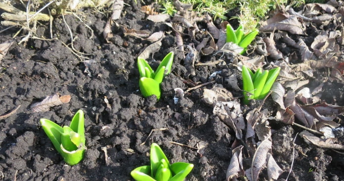 hyacinths hatched