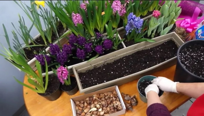 reproduction of hyacinths