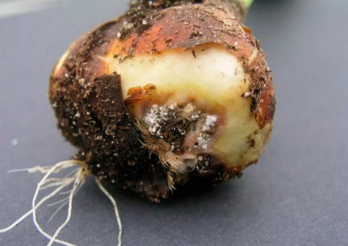 rotten hyacinth bulb