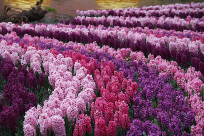 hyacinths in landscape design