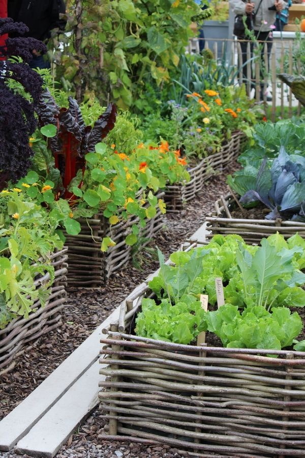 Flowers in the beds Flowers in the beds