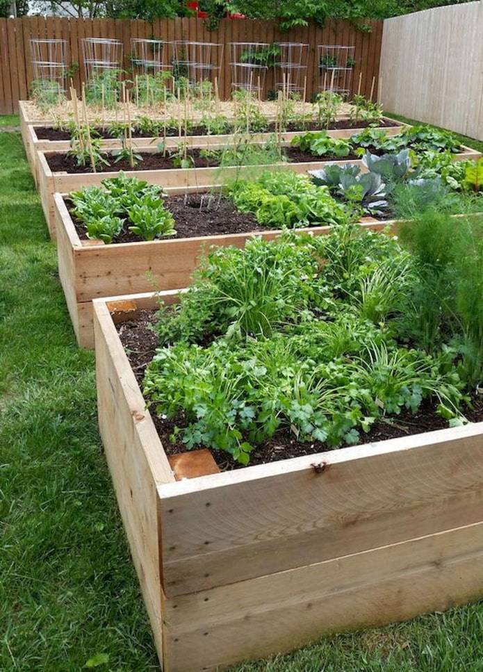 Garden beds with wooden sides Garden beds with wooden sides