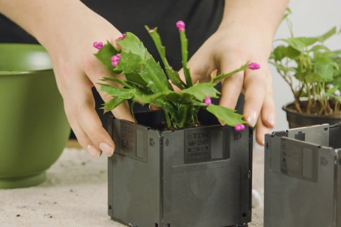 We put a flower We put a flower