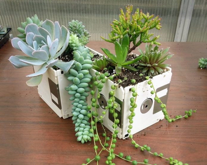 Planter of white floppy disks Planter of white floppy disks