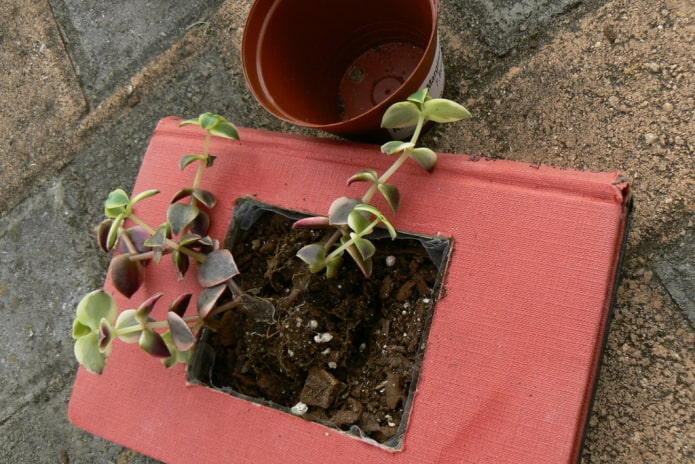 Ready pots Ready pots