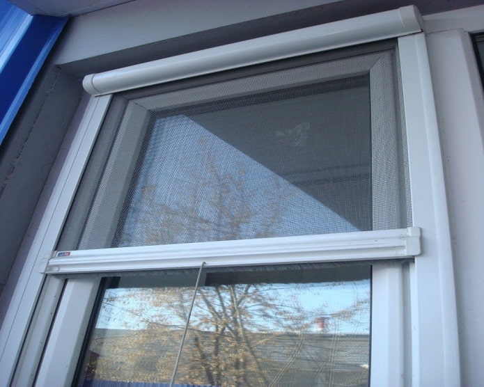 rolled mosquito on the window