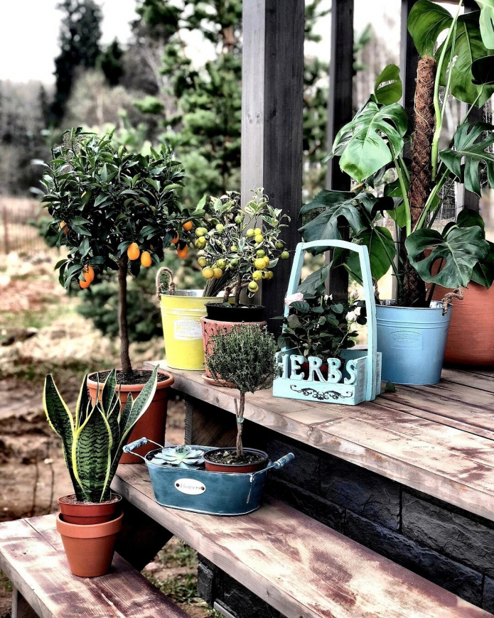 Flowers on the steps Flowers on the steps