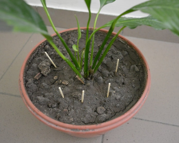 matches from midges matches from midges