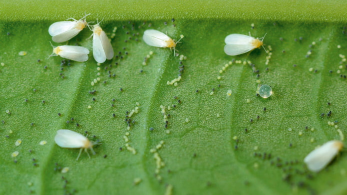 how to get rid of whitefly how to get rid of whitefly
