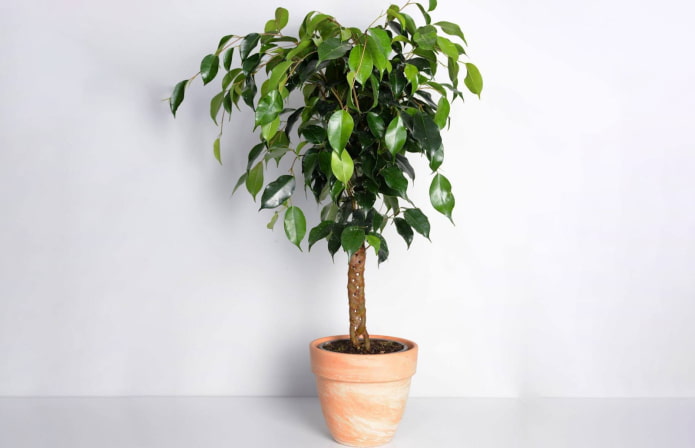ficus benjamin ficus benjamin