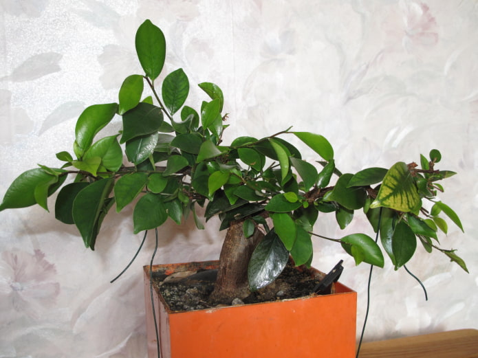 ficus retuza ficus retuza