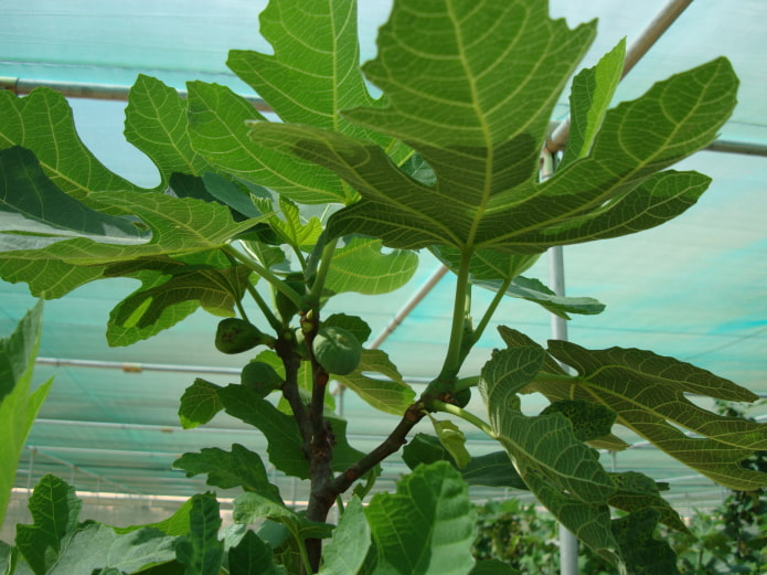 fig ficus fig ficus