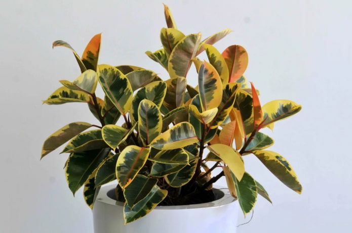 variegated rusty ficus variegated rusty ficus