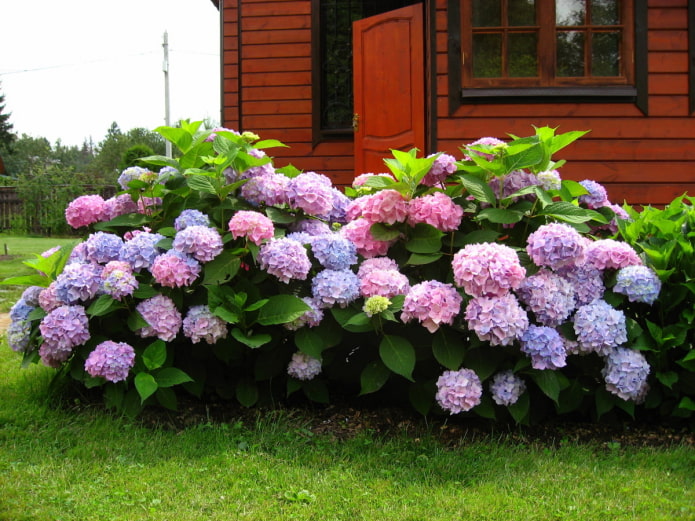 two hydrangea bushes two hydrangea bushes