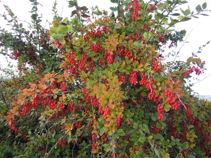 berries on a branch of barberry berries on a branch of barberry