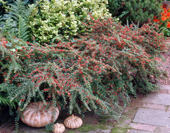 cotoneaster with berries cotoneaster with berries