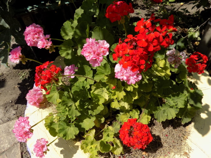 pelargonium in a flowerbed from a wheel pelargonium in a flowerbed from a wheel