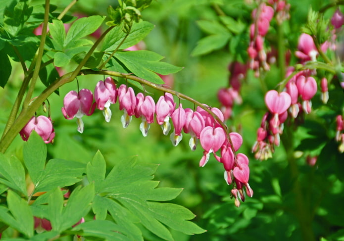 flowers dicenter flowers dicenter