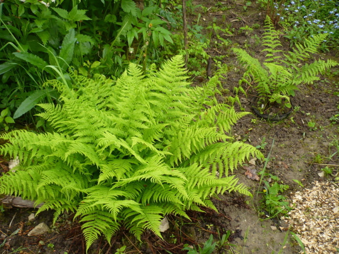 fern in the garden fern in the garden