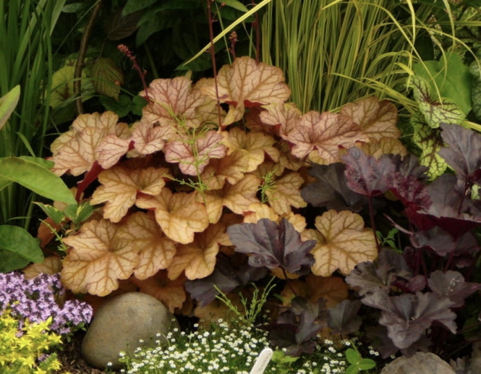 heuchera leaves heuchera leaves