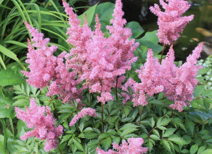 pink astilbe pink astilbe