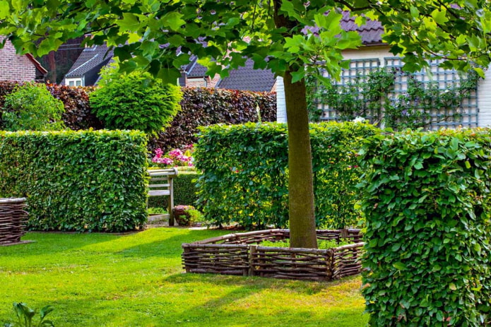 hedge zoning hedge zoning