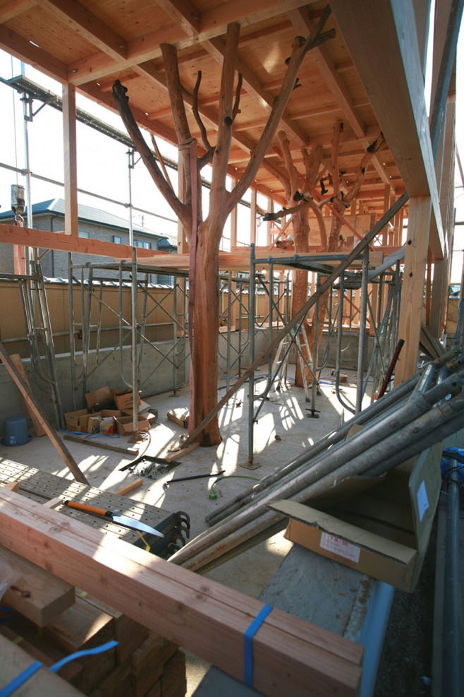 tree inside the house