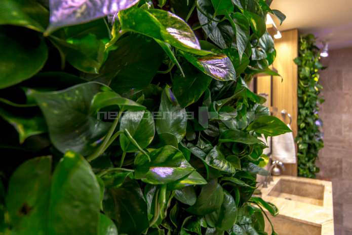 live plants on the walls in the bathroom interior live plants on the walls in the bathroom interior