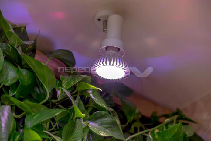 lighting of living plants on the walls in the interior of the bathroom lighting of living plants on the walls in the interior of the bathroom
