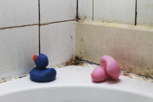 How to get rid of mold in the bathroom?