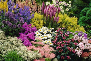 Catalog of the best perennials for summer cottages