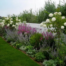 What is better to plant along the fence on the site? -0