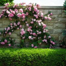 What is better to plant along the fence on the site? -3
