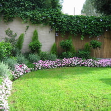 What is better to plant along the fence on the site? -4