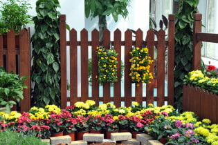 What is better to plant along the fence on the site?